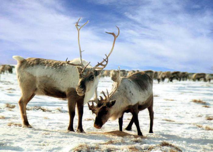 Lesothundra: toprak ve iklim. Orman-tundra bölgesinin özellikleri