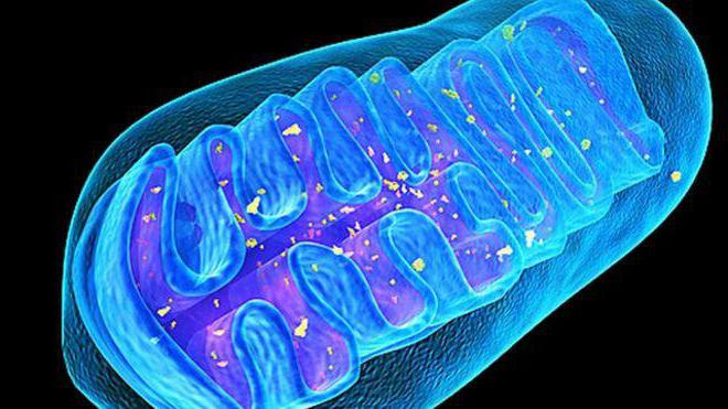 Moleküler biyoloji, metabolizmadaki mitokondriyanın rolünü araştıran bir bilimdir