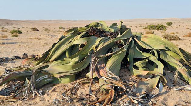 gymnosperms temsilcileri