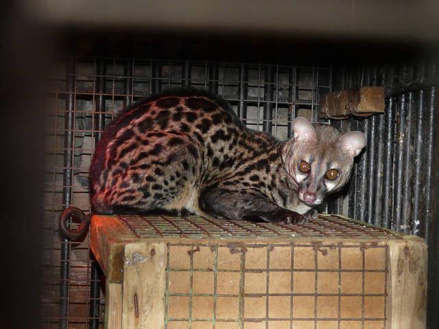 Perm Zoo Çalışma Saatleri