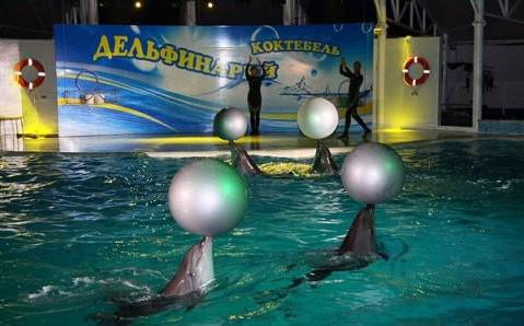 kokteyl içinde dolphinarium