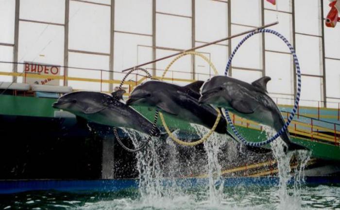 Harika bir yer - Evpatoria'da bir dolphinarium