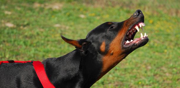 Bir köpek sokursa ne yapmalı?