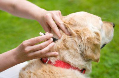 Köpeklerde pireler: Bir parazitten bir kişiye bulaşan çeşitli hastalıklar var mı yoksa değil mi?