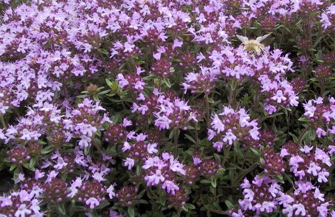 Kek kek mi? Thymus: tıbbi özellikler ve kontrendikasyonlar. Öksürüğe bağlı timus