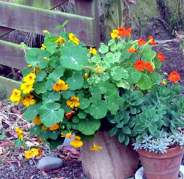 Nasturtium çiçekleri: uygulama, yararlı özellikler, fotoğraf