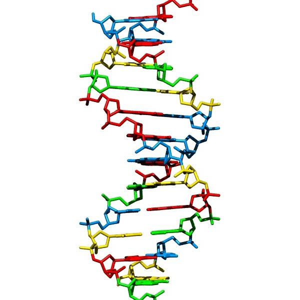 DNA sentezi kolaydır!