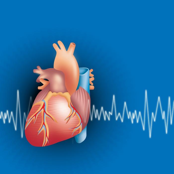 ekg normu