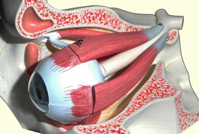 Глазные мышцы. Анатомия глазодвигательных мышц. Анатомия глазодвигательных мышц глаза. Мышцы глаза анатомия. Прикрепление мышц глаза.