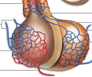 Hipotalamus ve hipofiz bezlerinin hormonları