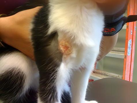Bir kedide mantar solucanı: belirtiler ve tedavi