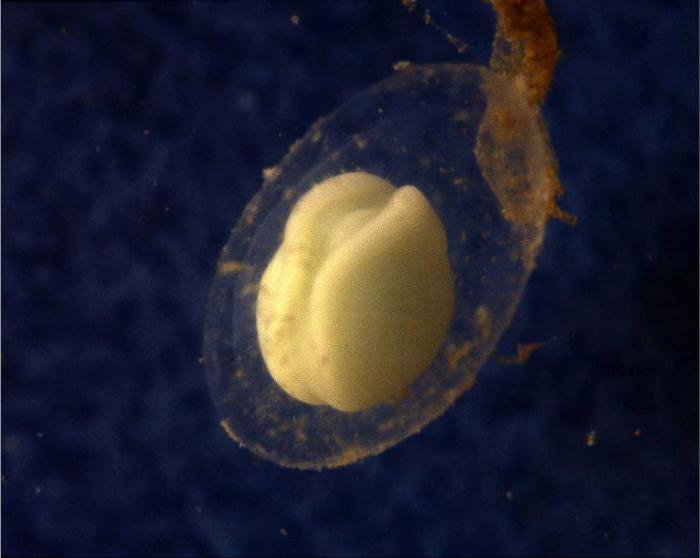 Nörül embriyo gelişim aşamasındadır