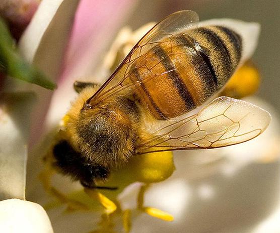 Arı Propolis. Bu eşsiz maddenin iyileşmesi nedir?