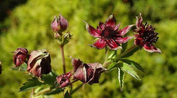 Sabelnik marsh: onkolojide uygulama, incelemeler, talimatlar