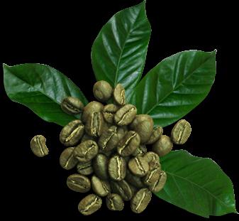 Yeşil kahve Cafe Mince: incelemeler
