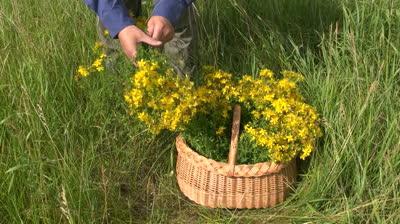 Bu ot St John's Wort şifa