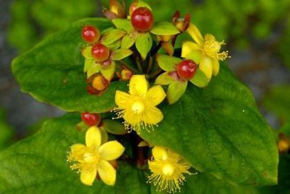 şifalı bitki St. John's wort